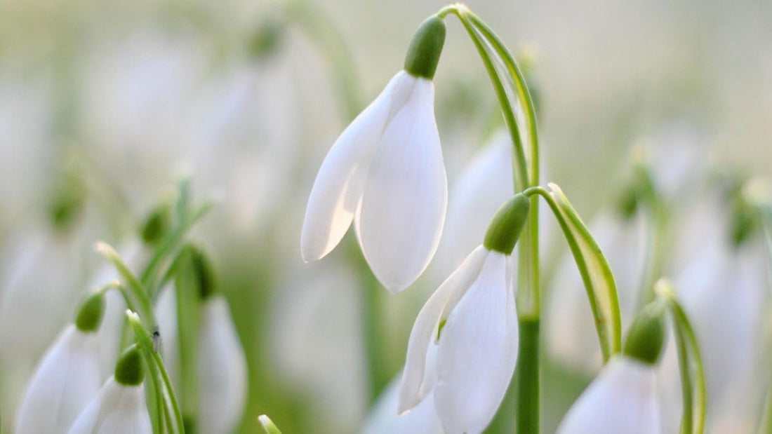 Snowdrop flower seeds