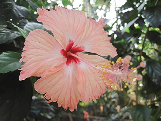 Cream Hibiscus flower seeds