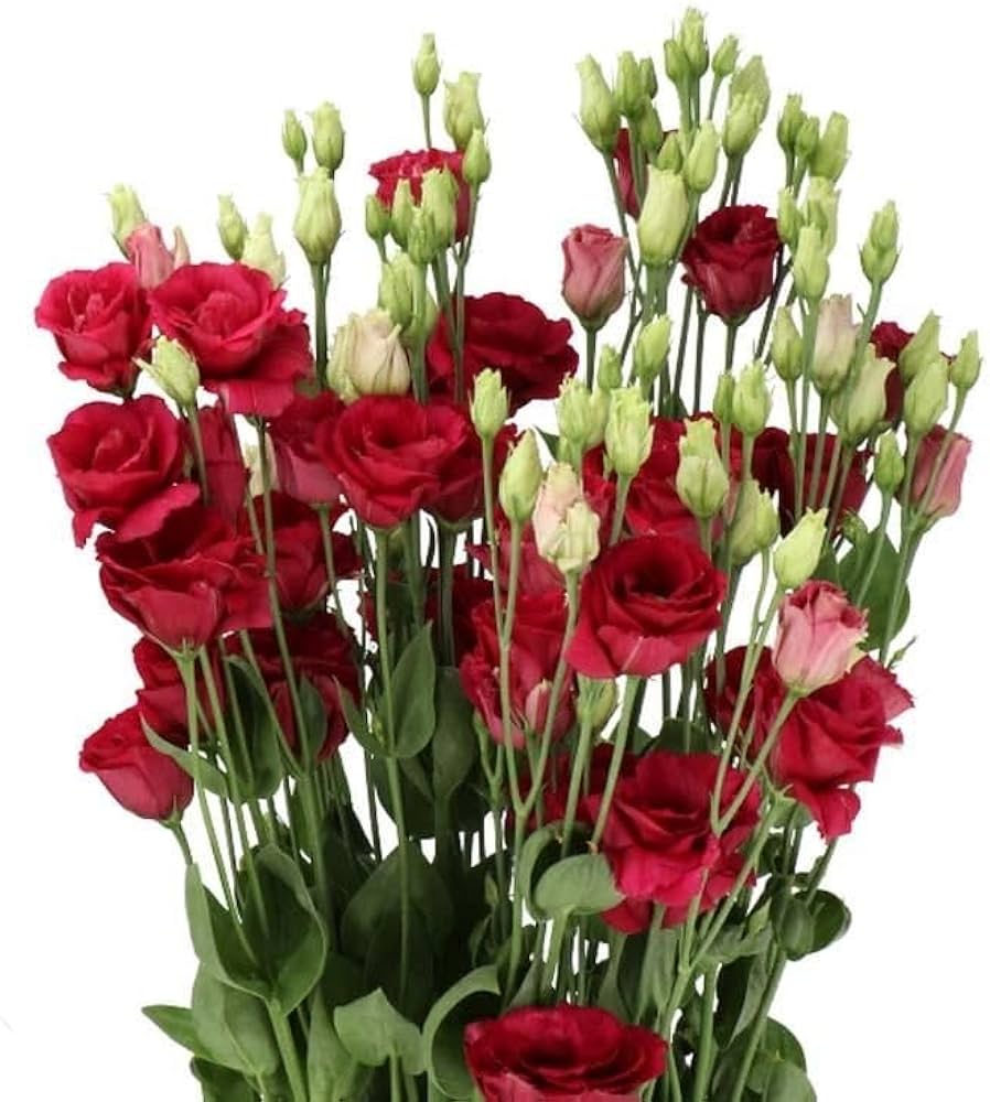 White Red flower seeds
