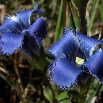 Blue Gentian flower seeds