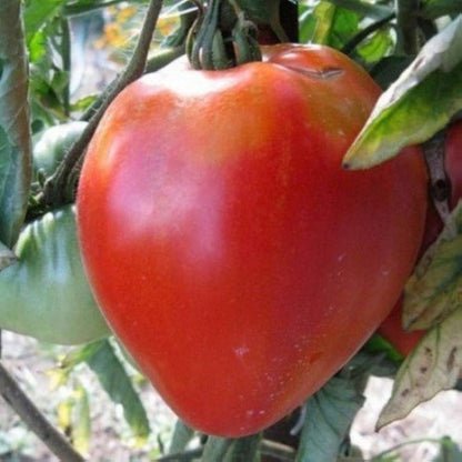 Pink Oxheart Tomato Seeds for Planting – Heirloom Non-GMO Garden Seeds