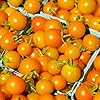 Papadennis Sweet Tomato Seeds for Planting – Heirloom Non-GMO Garden Seeds