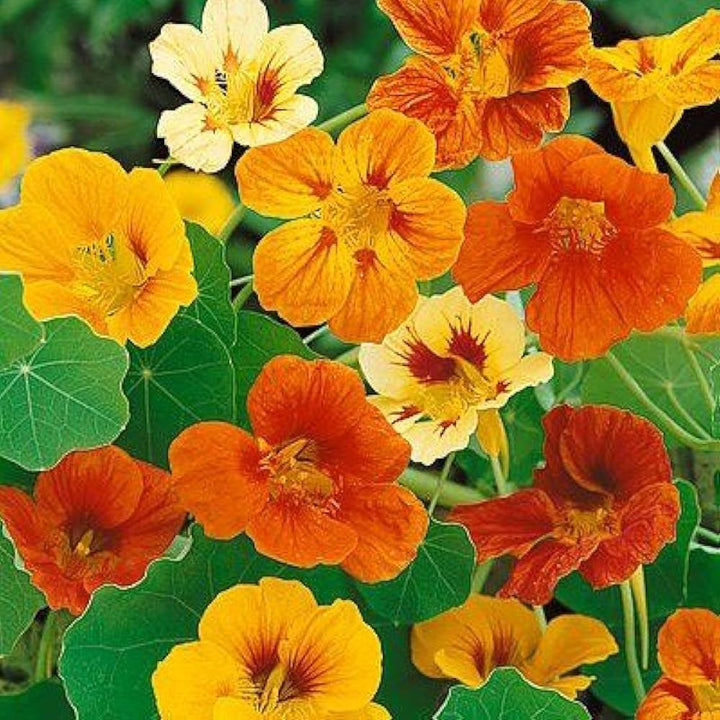 Nasturtium flower seeds