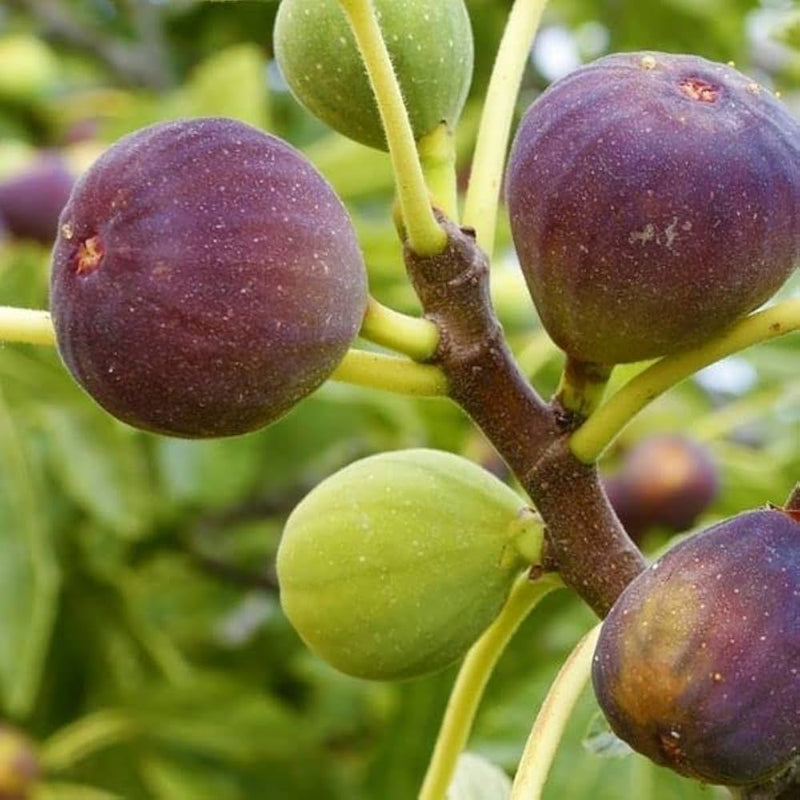 Burgundy Fig Fruit Seeds for Planting – Heirloom Non-GMO Garden Seeds