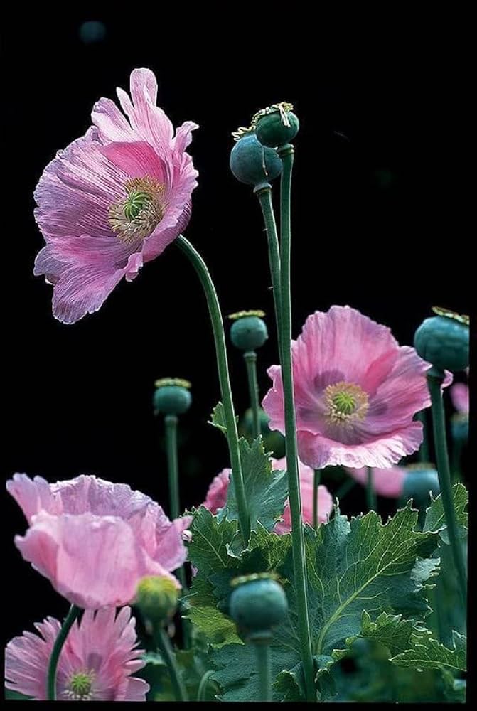 Poppy Papaver flower seeds