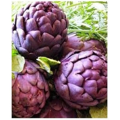 Purple Artichoke Seeds for Planting – Globe Artichoke Garden Seeds