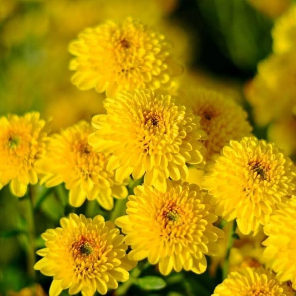 Chrysanthemum Pink flower seeds