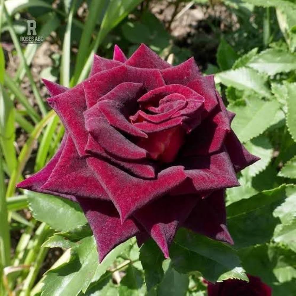 Red Baccara flower seeds