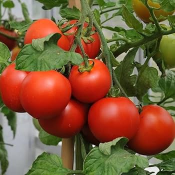 Phoenix Hybrid Tomato Seeds for Planting – High Yield Garden Variety