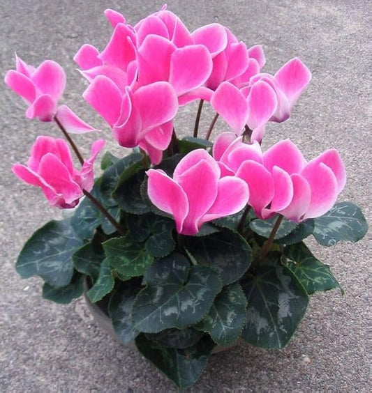 Baby Pink flower seeds