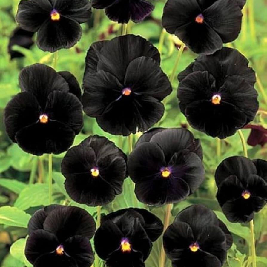 Pansy Viola Tricolor plant