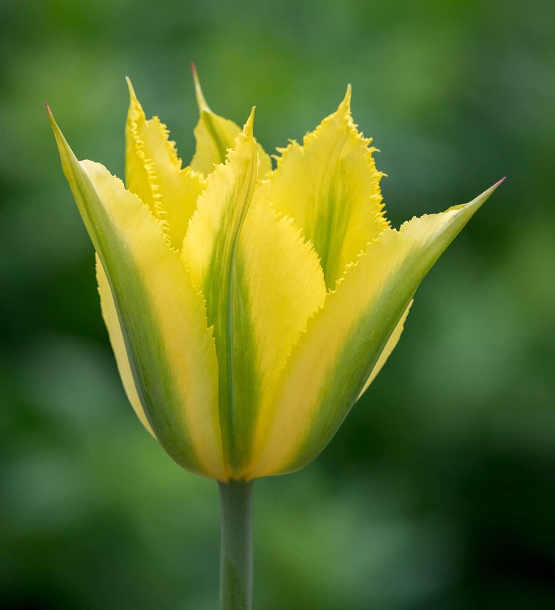 Yellow Green flower seeds