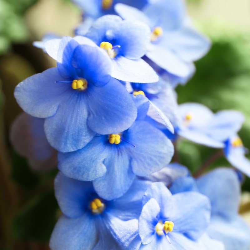 Sky Blue flower seeds
