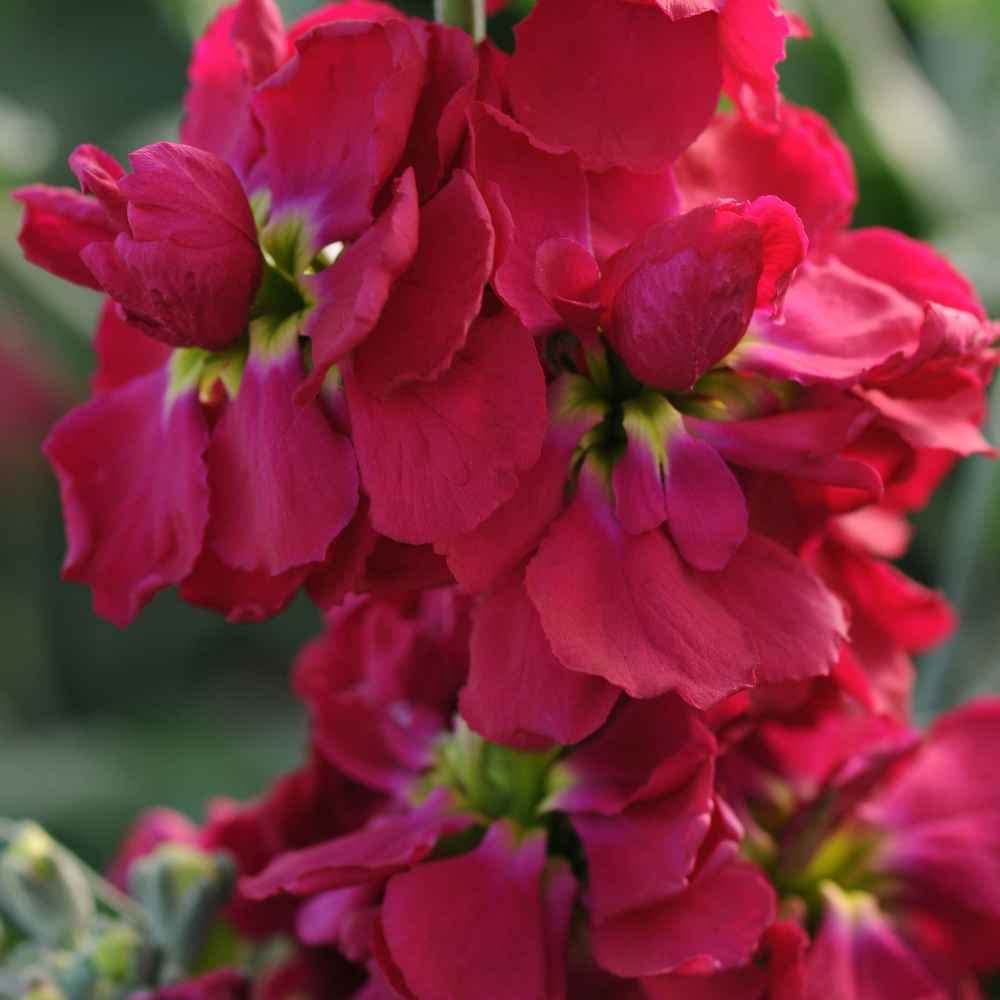 Maroon Matthiola flower seeds