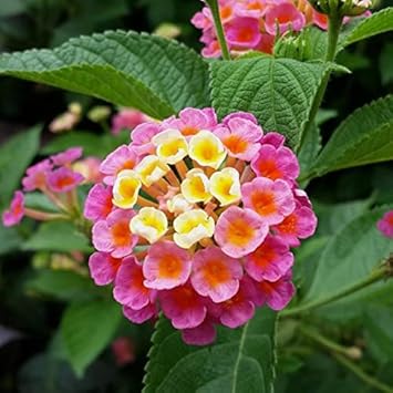 Pink Yellow flower seeds