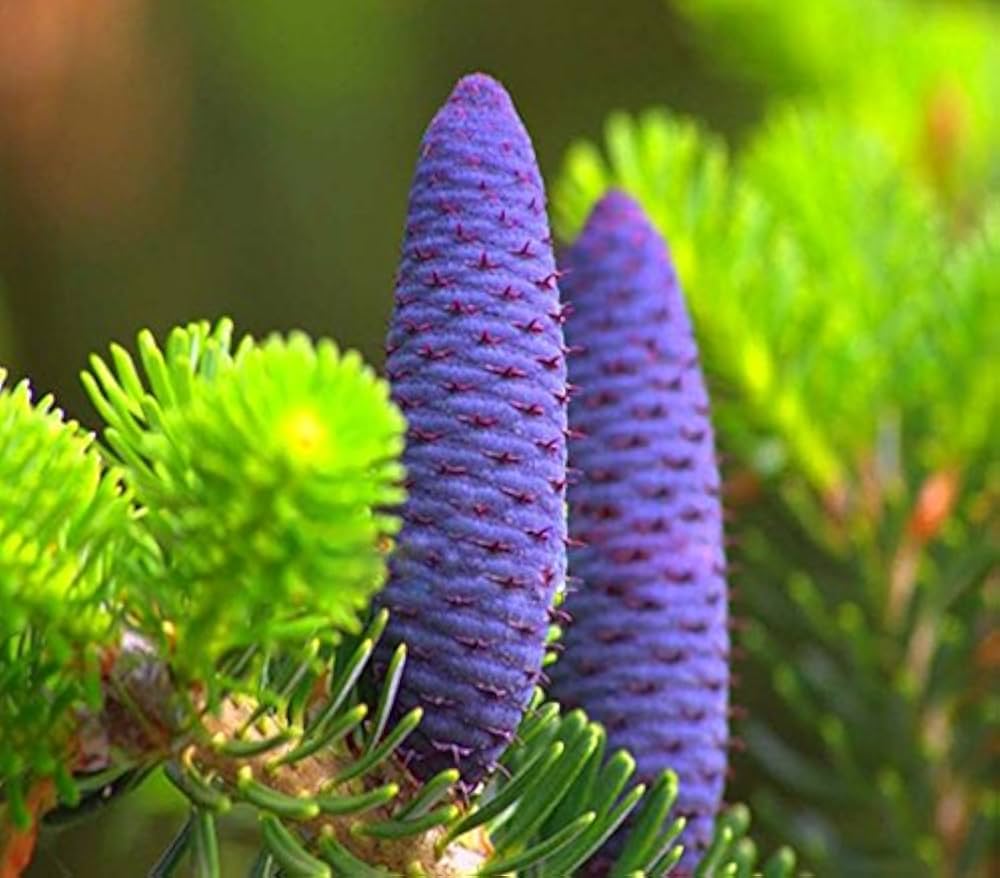 Abies Koreana flower seeds