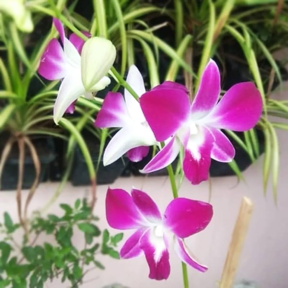 White Pink flower seeds