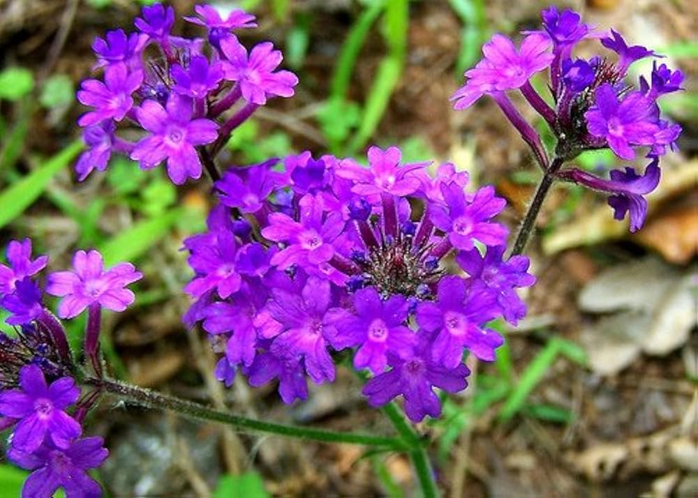 Hastata flower seeds