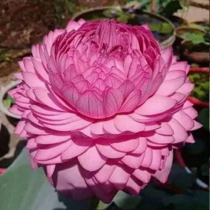 Double Petal Lotus plant
