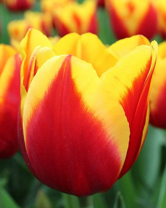 Yellow Red flower seeds