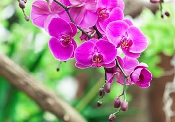 Purple Orchid flower seeds