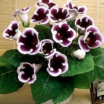 Purple And flower seeds