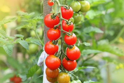 crazy cherry tomato seeds