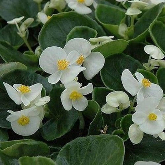 White Begonia flower seeds