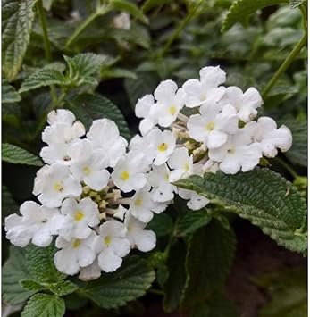Lantana flower seeds