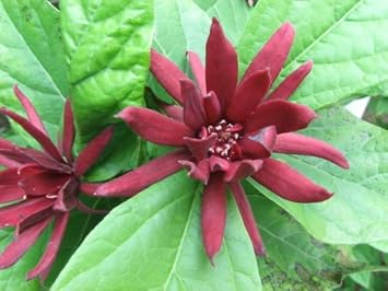 Maroon Carolina flower seeds