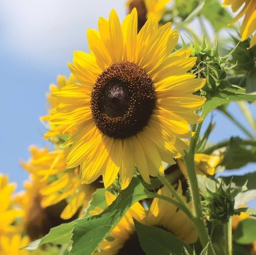 Yellow Hybrid flower seeds