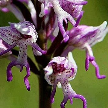 Purple Orchis flower seeds