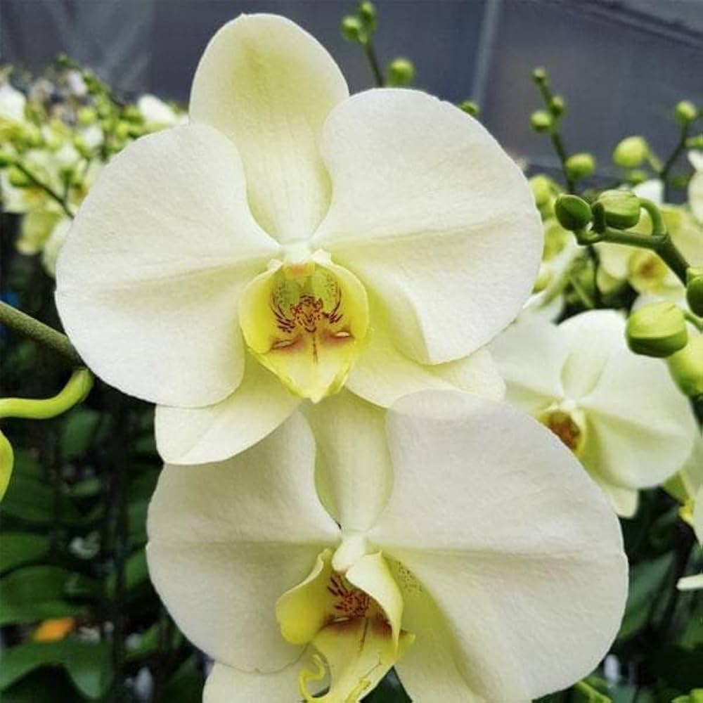 Light Yellow flower seeds