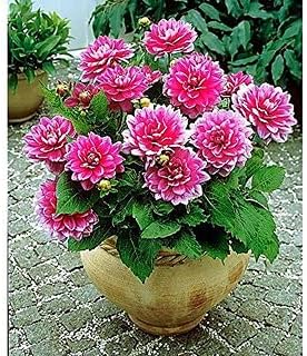 Pink Multi flower seeds