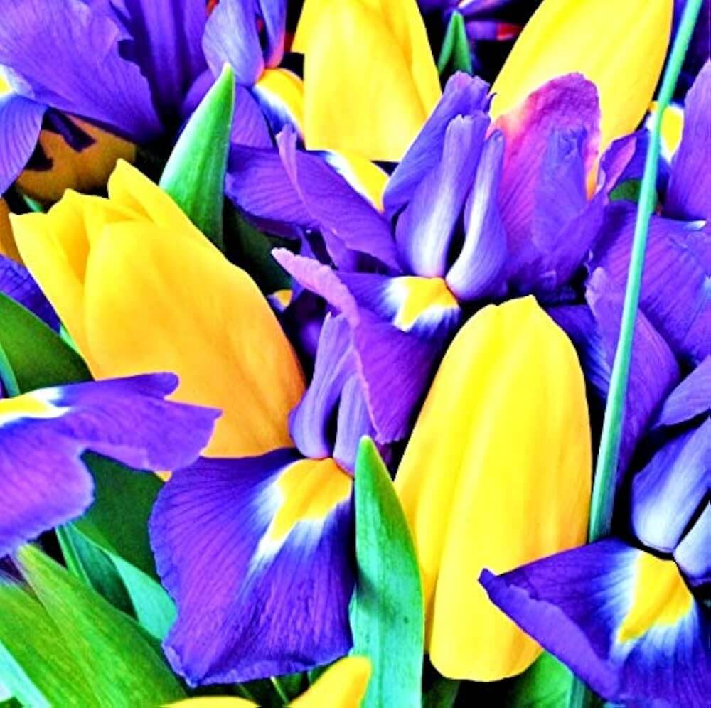 and Yellow Tulip plant