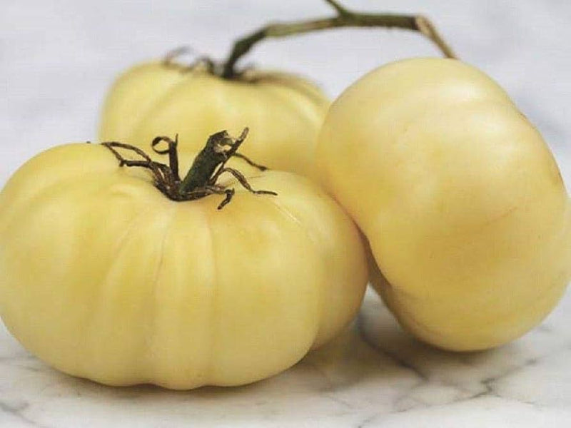 Beefsteak Tomato Seeds for Planting – Heirloom Non-GMO Garden Seeds