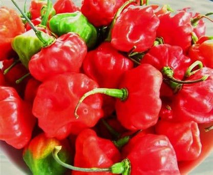 Aji Cachucha Pepper Seeds for Planting – Cuban Sweet Pepper Seeds