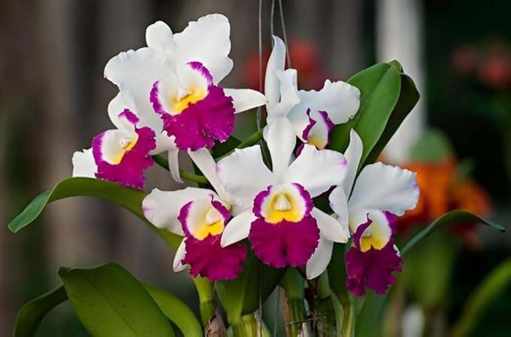 Cattleya Hybrida flower seeds