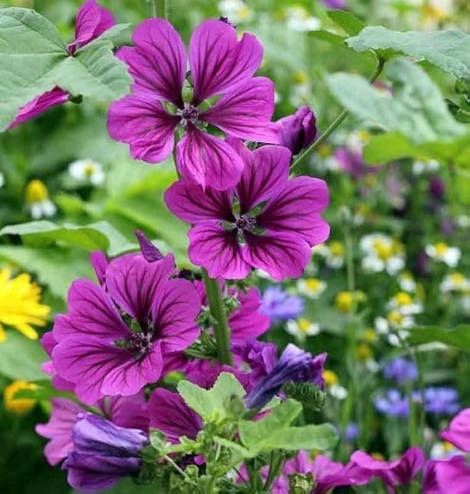 Mallow flower seeds