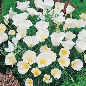 White Eschscholzia flower seeds