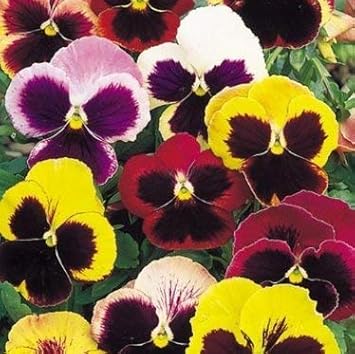 Pansy Swiss flower seeds