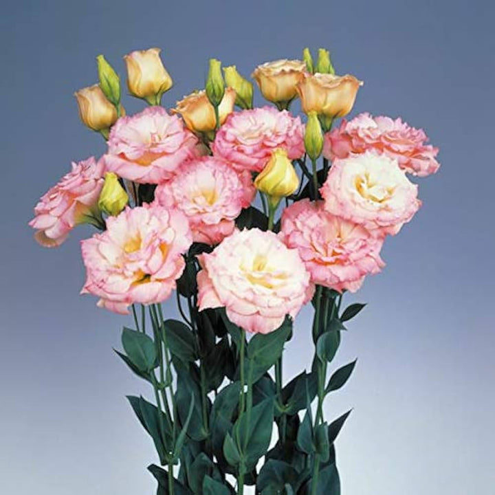 Pink Picotee flower seeds