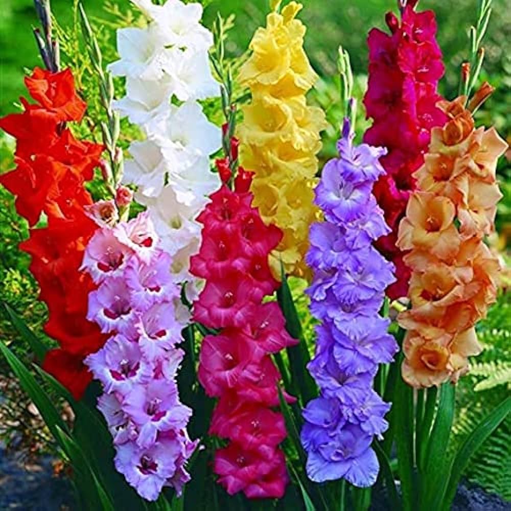 Gladiolus Bulbs flower seeds