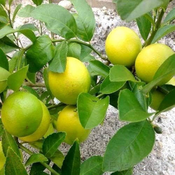 yellow lemon seeds