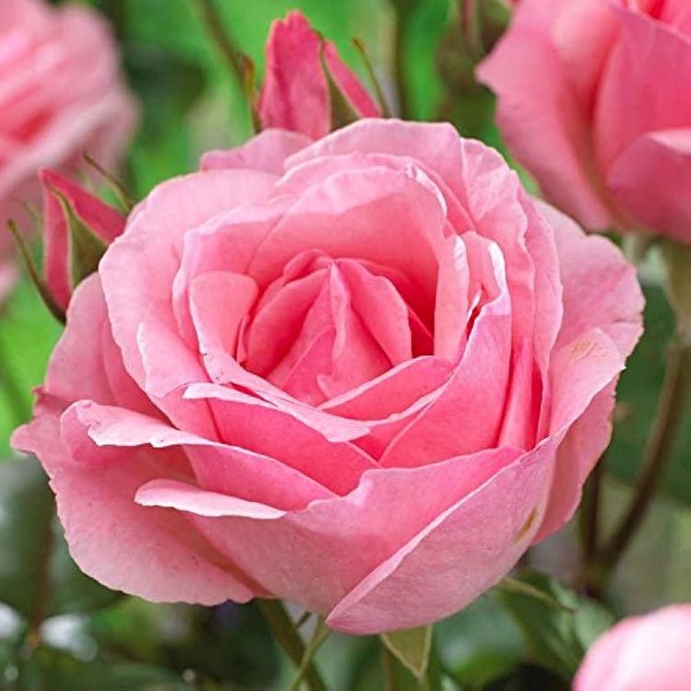 Rose Queen flower seeds