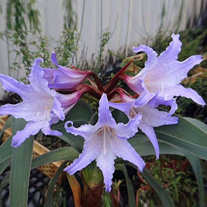 White Blue flower seeds