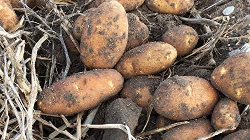 Potato Vegetable Seeds for Planting – Heirloom Non-GMO Garden Seeds