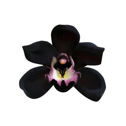 Black Orchid plant