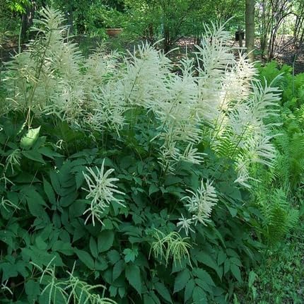 Aruncus Dioicus Flower White - Heirloom, Non - Gmo Seeds