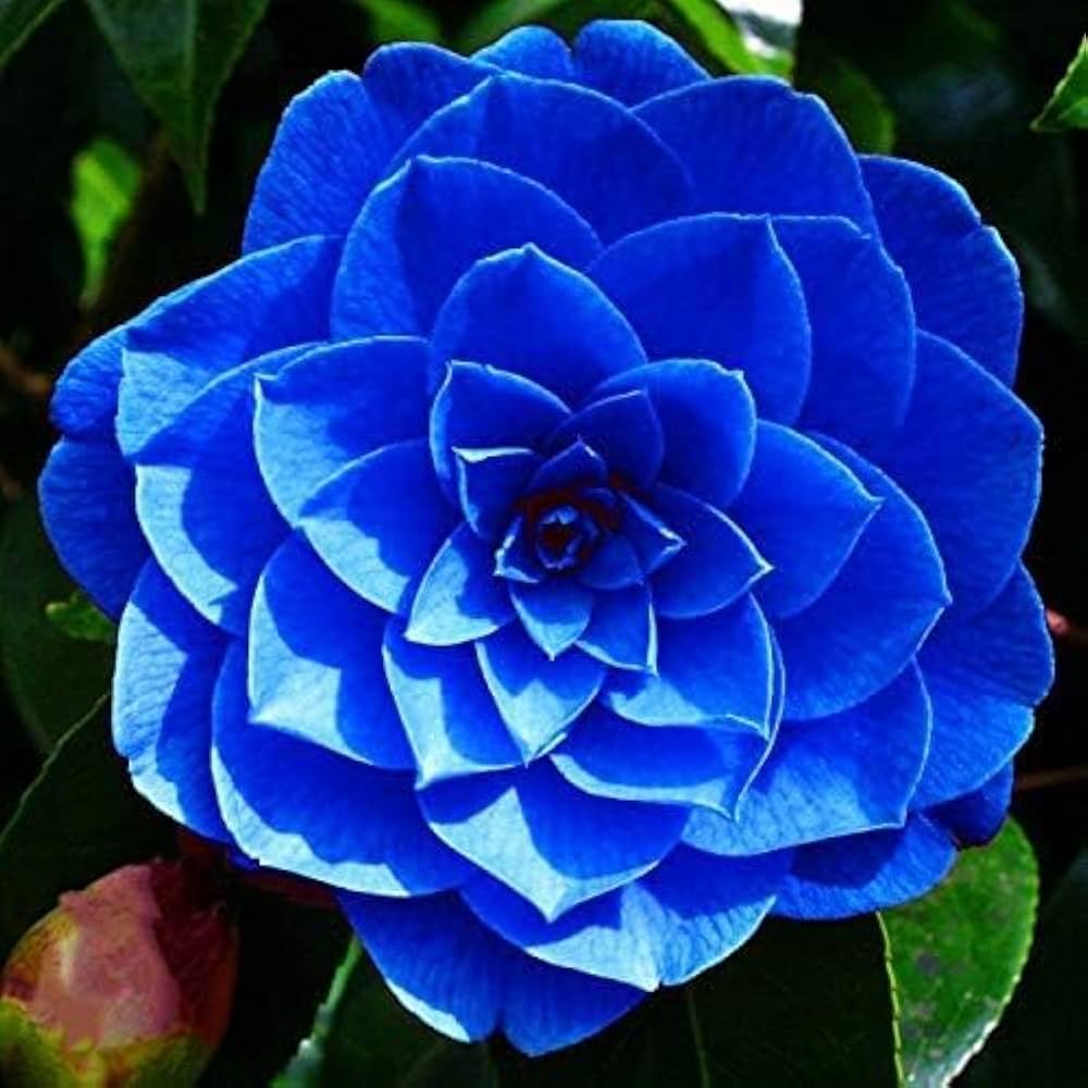 Blue Camellia flower seeds